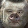 Hamlarriny