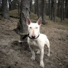 attinyguene