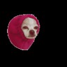 hieu
